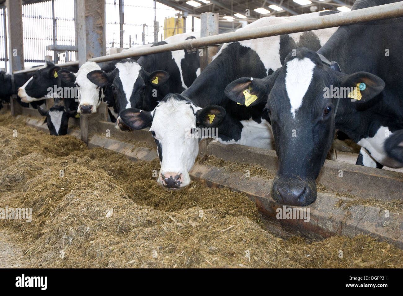 Les vaches laitières Holstein Ensilage Alimentation Banque D'Images