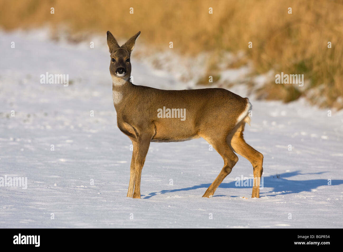 Chevreuil Biche de mammifères de la faune, de la neige Banque D'Images