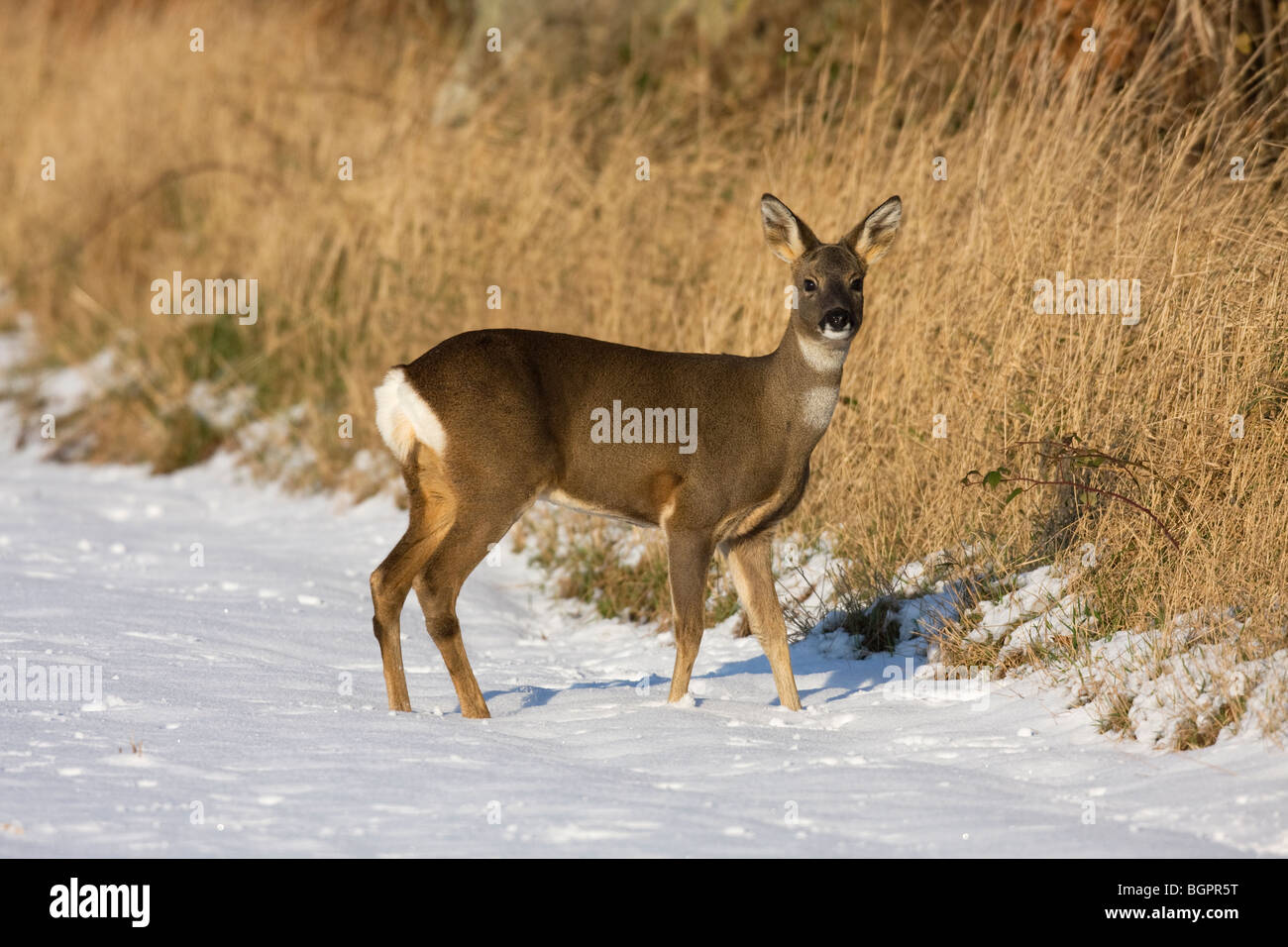 Chevreuil Biche de mammifères de la faune snow Banque D'Images