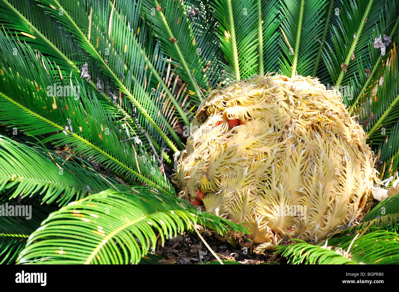 Baquois (Cycas revoluta) Banque D'Images