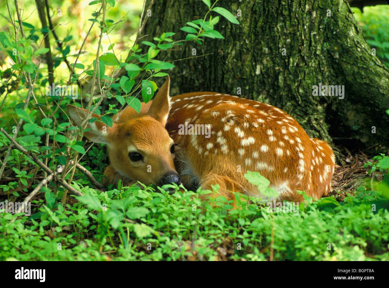 Cerf de Virginie faon cachés dans le ressort de la forêt Odocoileus virginianus Est des États-Unis, de George E Stewart/Dembinsky Assoc Photo Banque D'Images