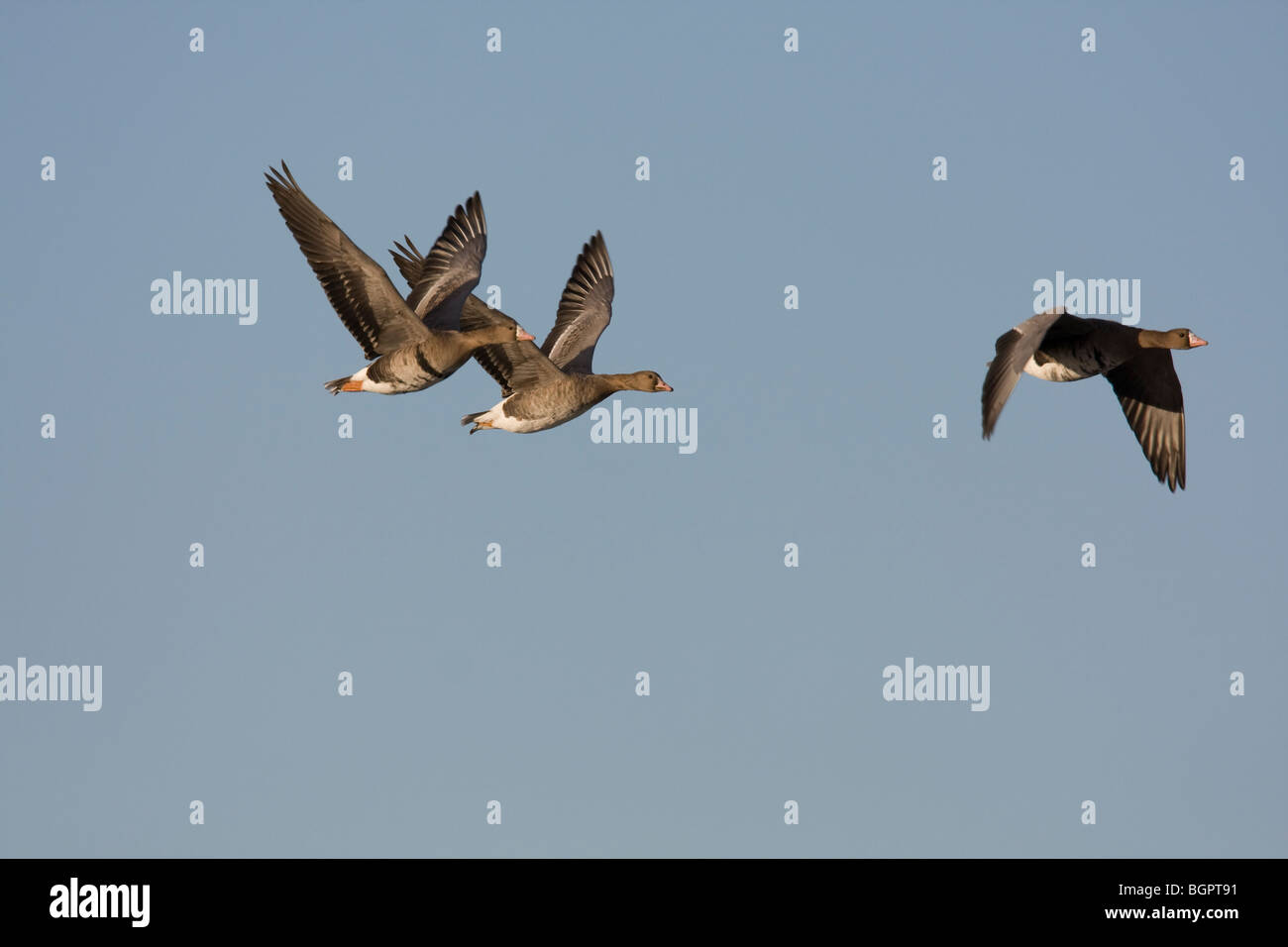 Groupe d'Oie rieuse Anser albifrons blanc volant en formation contre le ciel bleu, Gloucestershire, Royaume-Uni. Banque D'Images