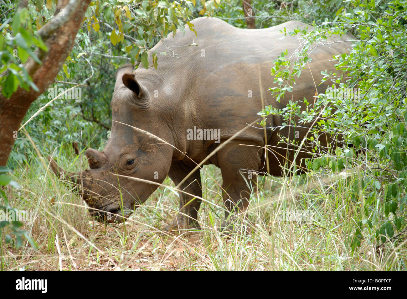 Rhino dans la nature à un sanctuaire de rhinocéros de l'Ouganda Afrique Banque D'Images