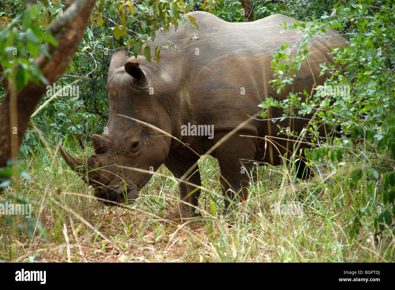 Rhino dans la nature à un sanctuaire de rhinocéros de l'Ouganda Afrique Banque D'Images