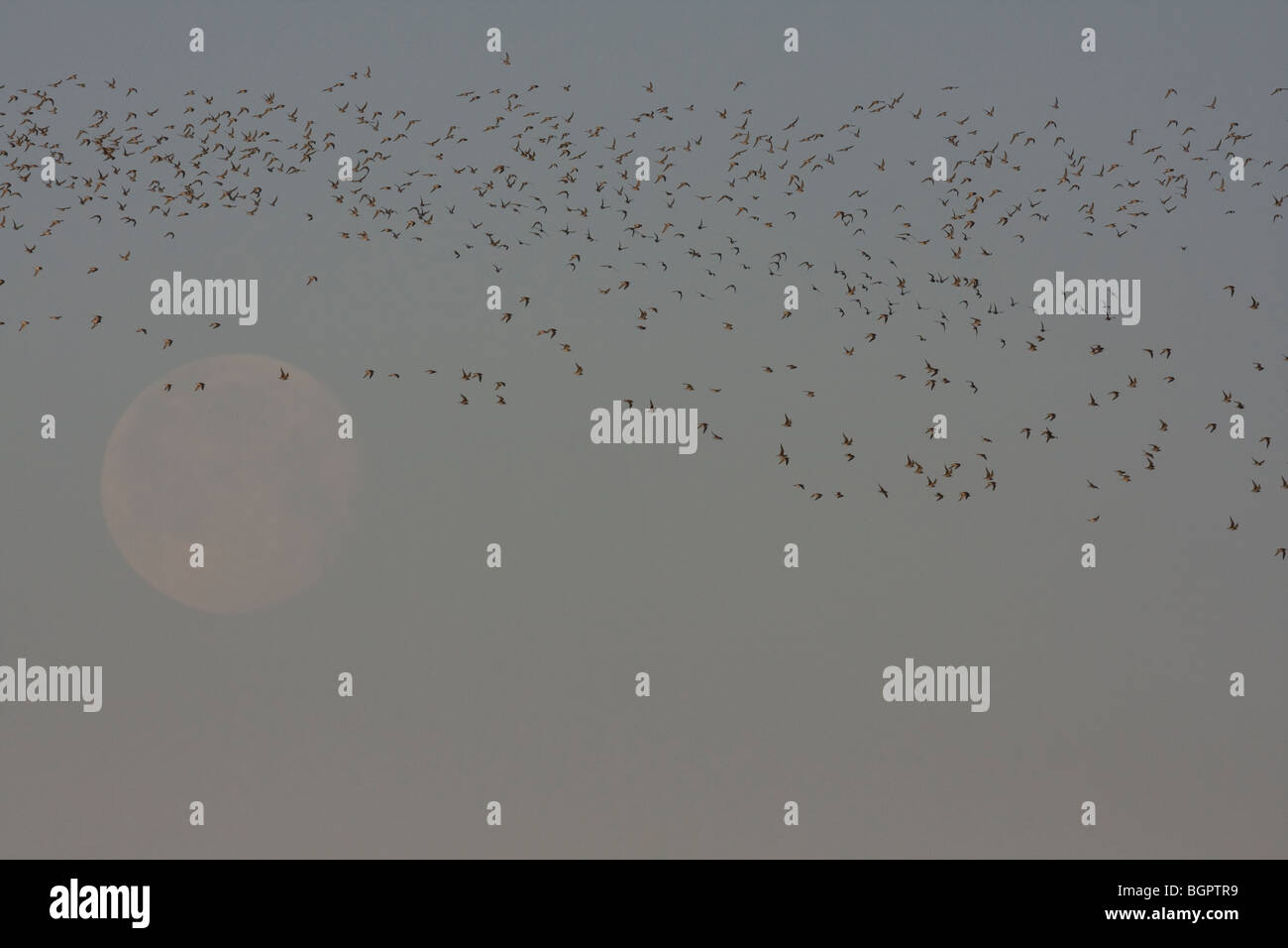 Le bécasseau variable Calidris alpina voler dans des petites long troupeau contre ciel avec la lune à Steart, Somerset et de Bristol, Royaume-Uni. Banque D'Images