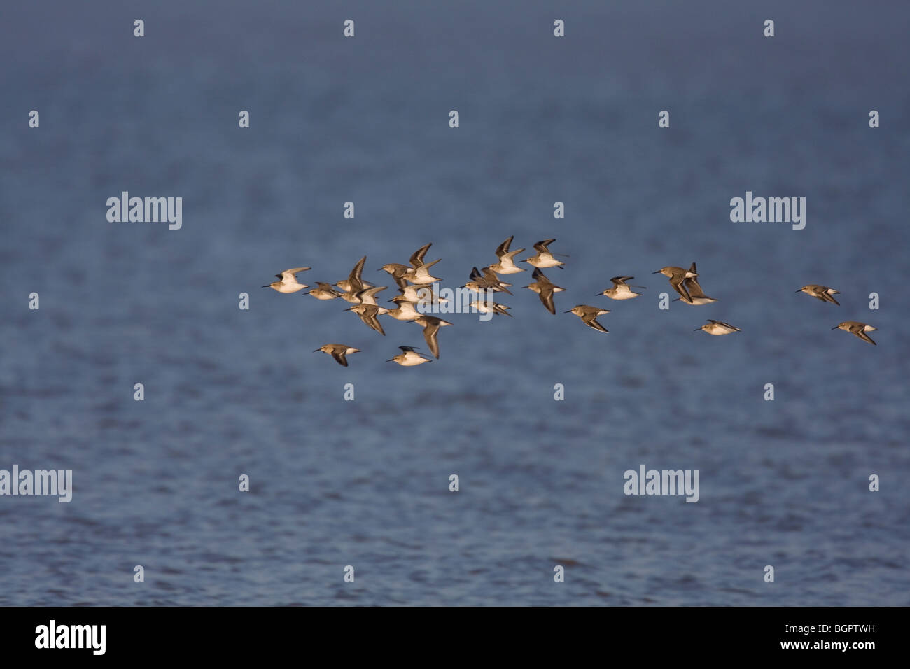 Le bécasseau variable Calidris alpina voler dans des petites troupeau contre l'eau à Steart, Somerset et de Bristol, Royaume-Uni. Banque D'Images