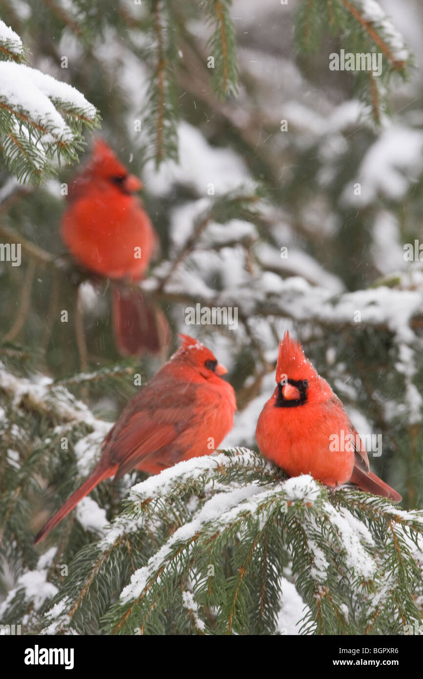 Trois mâles du cardinaux perché en sapin avec de la neige - verticale Banque D'Images