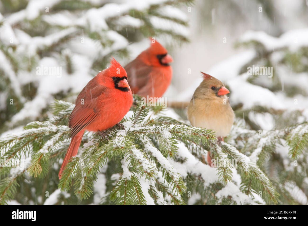 Trois cardinaux en sapin du Nord avec des chutes de neige - hommes et femmes Banque D'Images