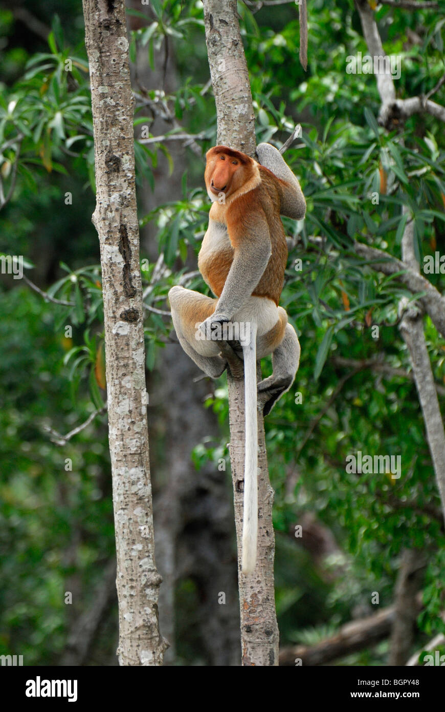 Proboscis Monkey (Nasalis larvatus), homme, la rivière Kinabatangan, Sabah, Bornéo, Malaisie Banque D'Images