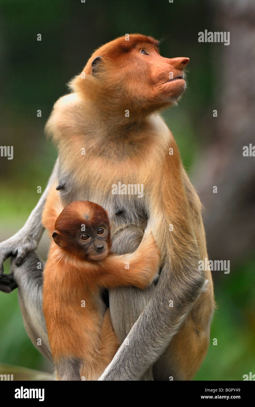 Proboscis Monkey (Nasalis larvatus), femme avec bébé, de la rivière Kinabatangan, Sabah, Bornéo, Malaisie Banque D'Images