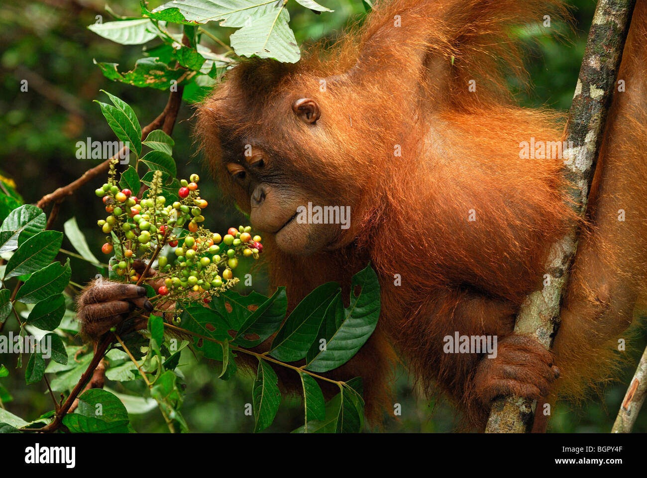 L'orang-outan de Bornéo (Pongo pygmaeus), manger des fruits, qui fuient le camp, parc national de Tanjung Puting, Kalimantan, Bornéo, Indonésie Banque D'Images