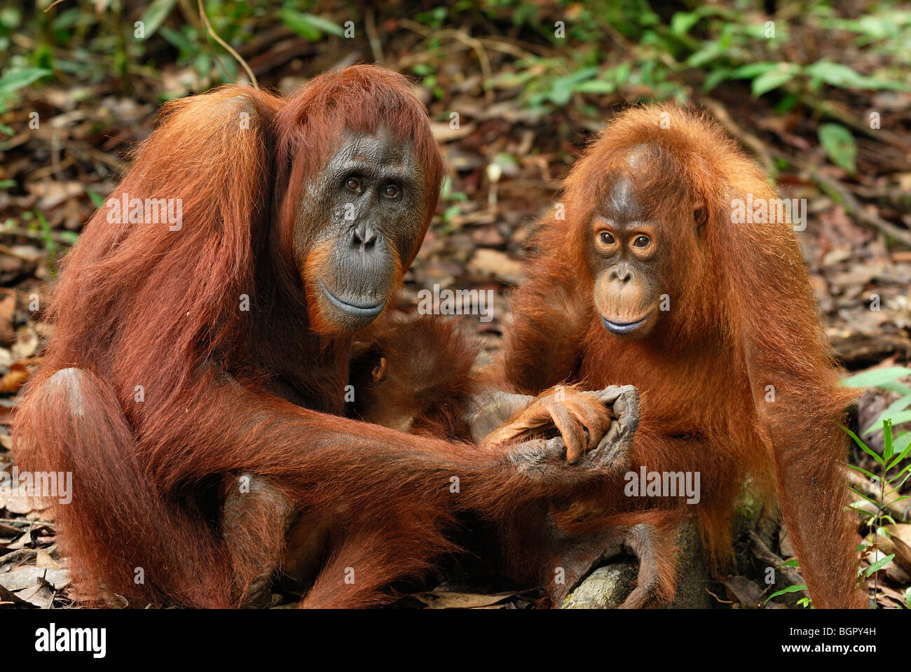 L'orang-outan de Bornéo (Pongo pygmaeus), femme avec un bébé, qui fuient le camp, parc national de Tanjung Puting, Kalimantan, Bornéo, Indonésie Banque D'Images