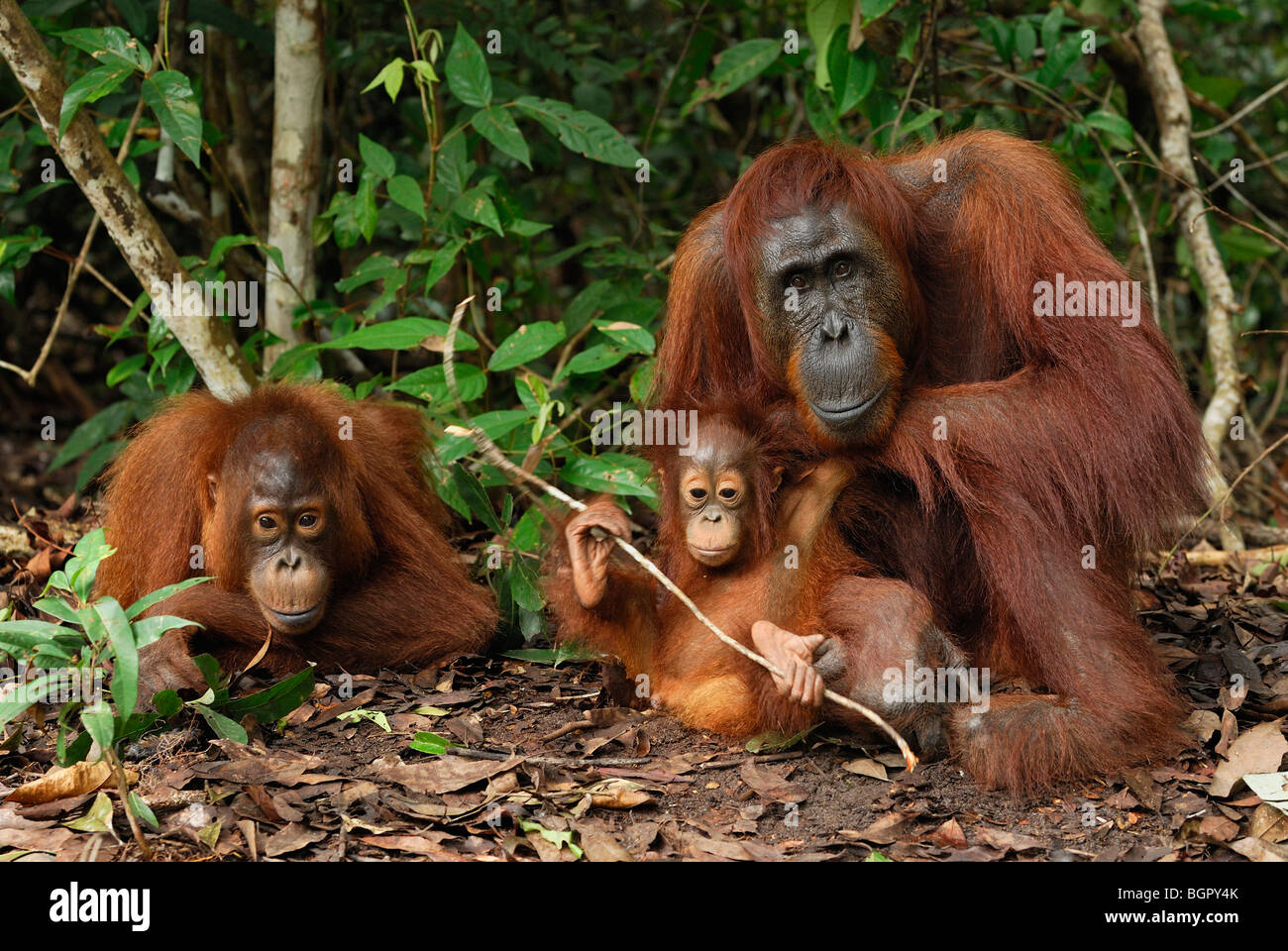 L'orang-outan de Bornéo (Pongo pygmaeus), femme avec un bébé, qui fuient le camp, parc national de Tanjung Puting, Kalimantan, Bornéo, Indonésie Banque D'Images