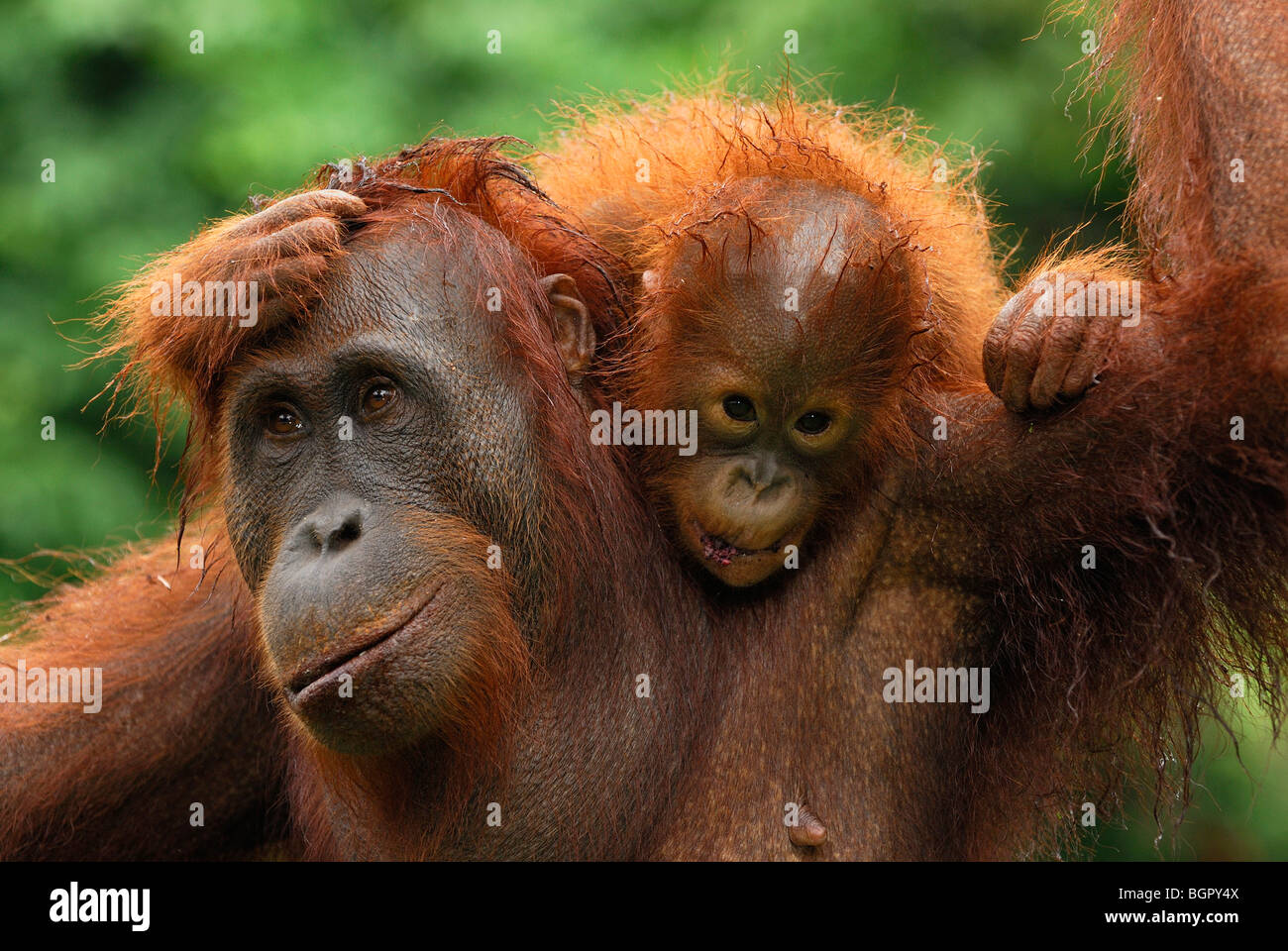 L'orang-outan de Bornéo (Pongo pygmaeus), femme avec bébé après la pluie, le Camp Leaky, Tanjung Puting NP, Kalimantan, Bornéo, Indonésie Banque D'Images