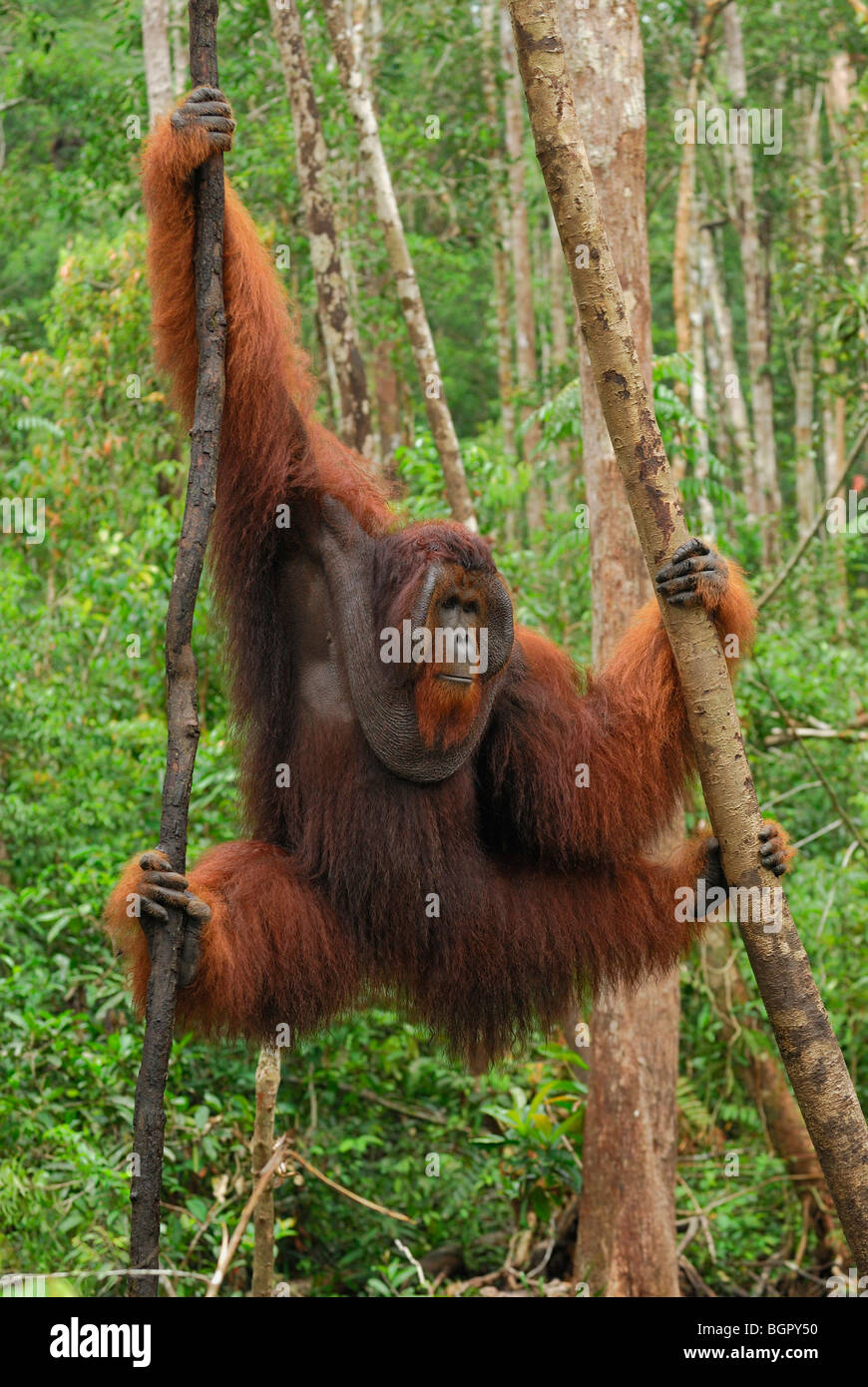 L'orang-outan de Bornéo (Pongo pygmaeus), homme pendaison, Camp Leaky, parc national de Tanjung Puting, Kalimantan, Bornéo, Indonésie Banque D'Images