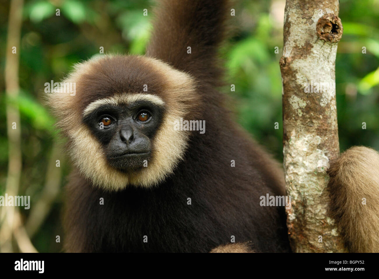 The main agile ou Gibbon (Hylobates agilis), adulte, qui fuient le camp, parc national de Tanjung Puting, Kalimantan, Bornéo, Indonésie Banque D'Images