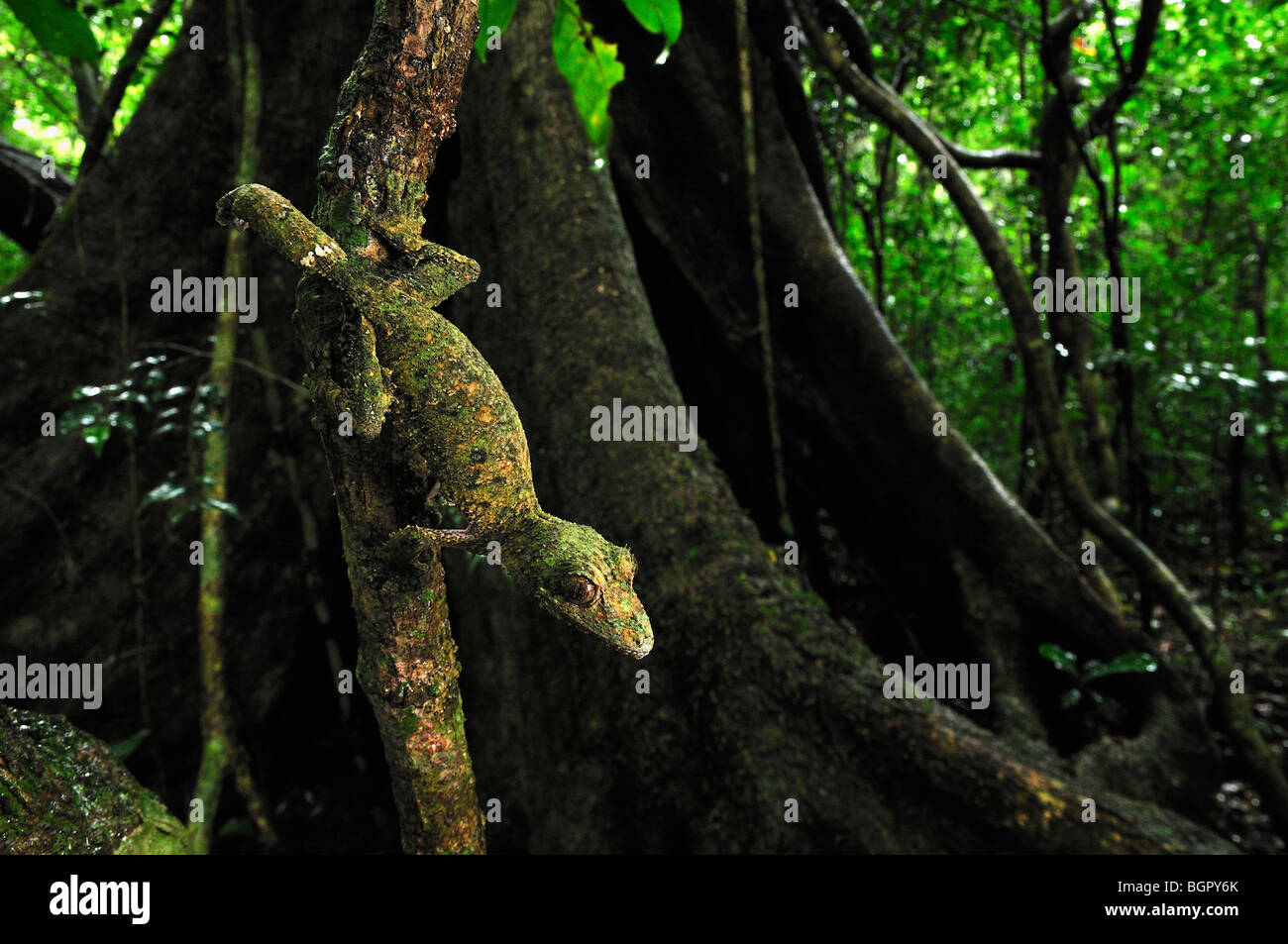 Gecko à queue de feuille moussus (Uroplatus sikorae), adulte, Montagne d'Ambre Parc National, Antsiranana, Madagascar Banque D'Images