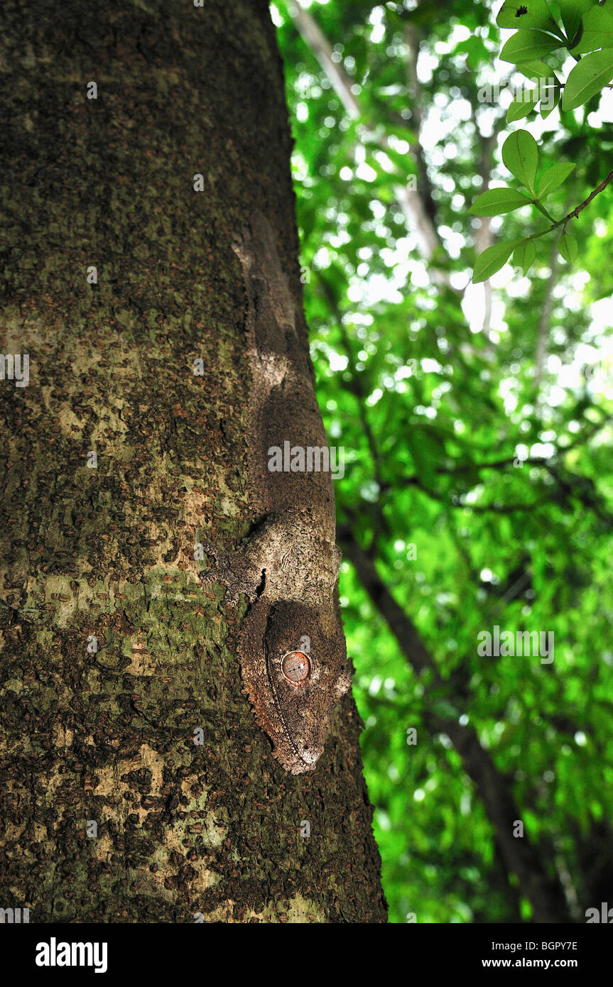 Henkel's Leaf tailed Gecko (Uroplatus henkeli), des profils sur un tronc d'arbre, de la forêt tropicale du Parc National d'Ankarana, Nord de Madagascar Banque D'Images