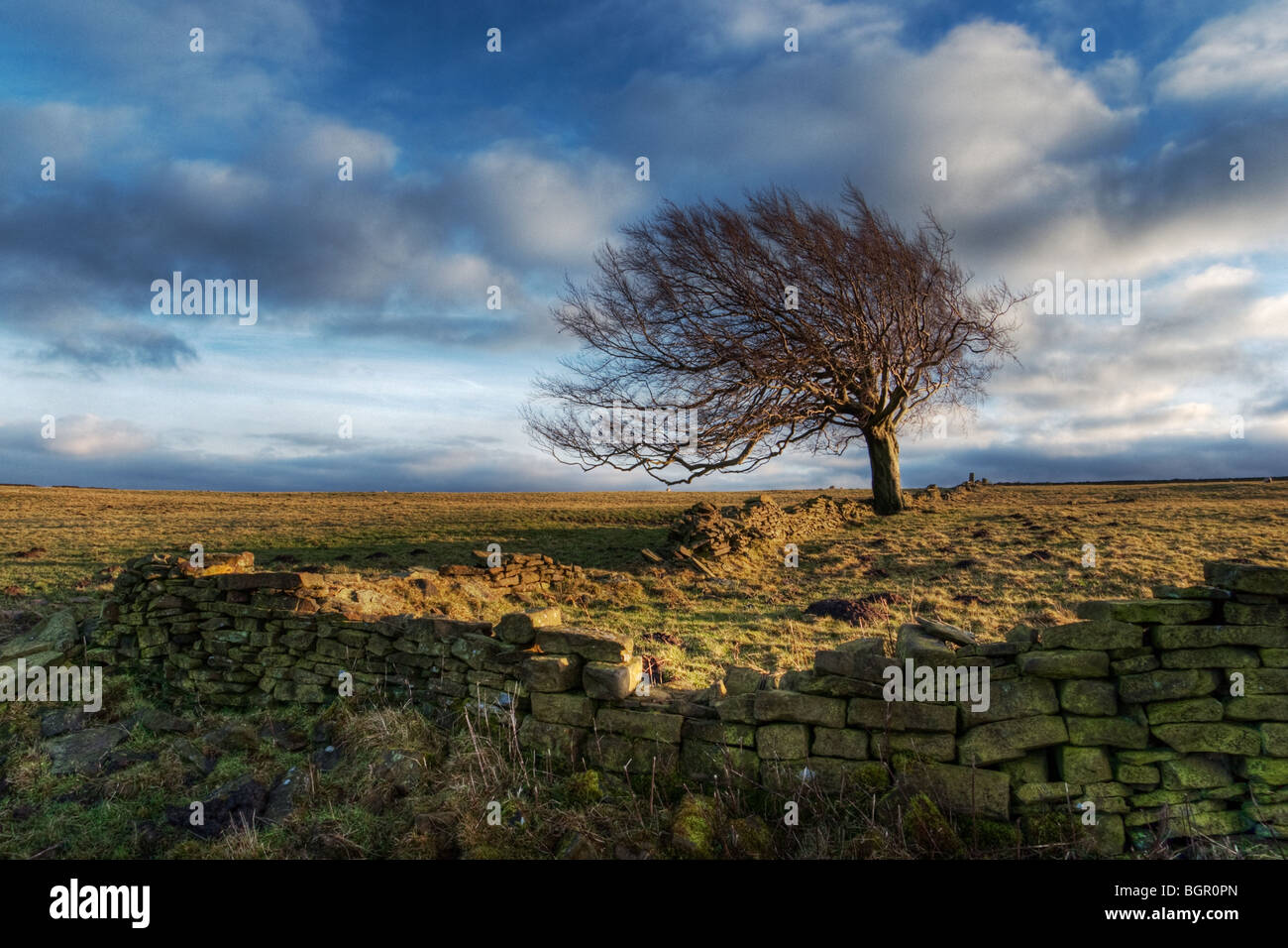 Arbre et mur près de Holmfirth Banque D'Images