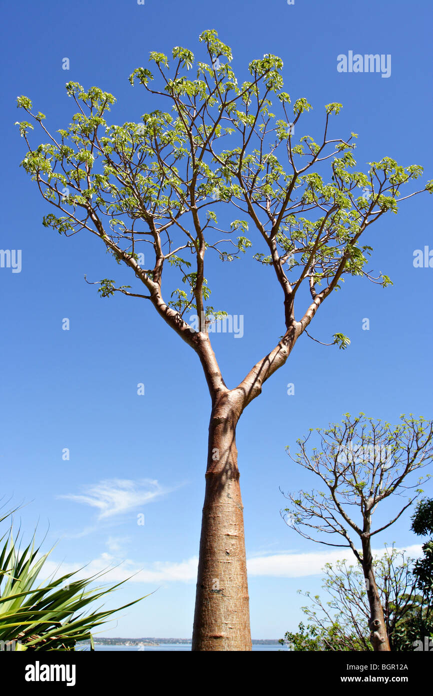 Baobs (Adansonia gregorii) arbre au Jardin botanique de l'ouest de l'Australie, Kings Park, à Perth, en Australie occidentale. Banque D'Images