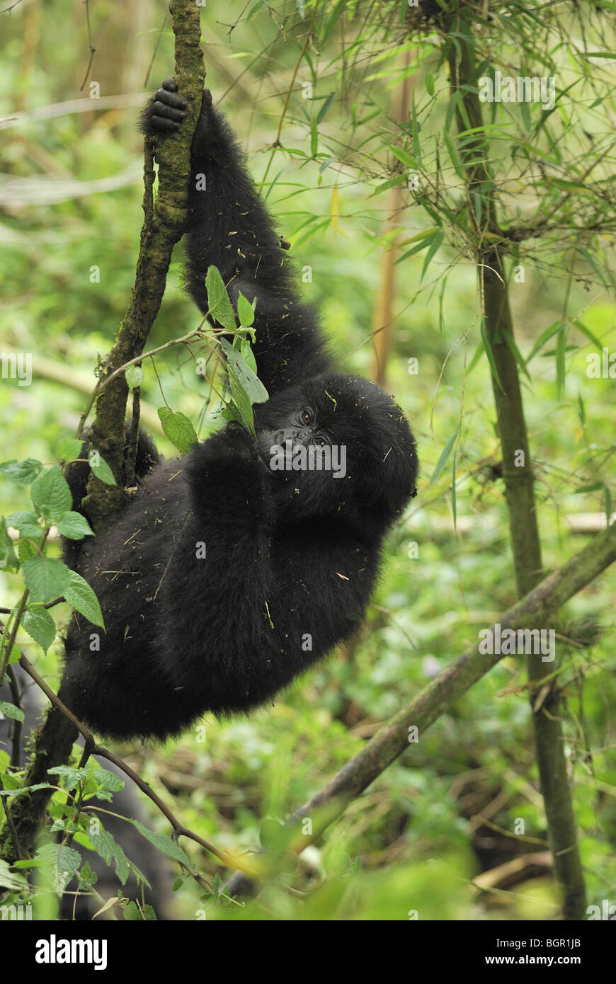 Gorille de montagne (Gorilla beringei beringei), les jeunes, la direction générale de Le parc national des volcans, Rwanda Banque D'Images