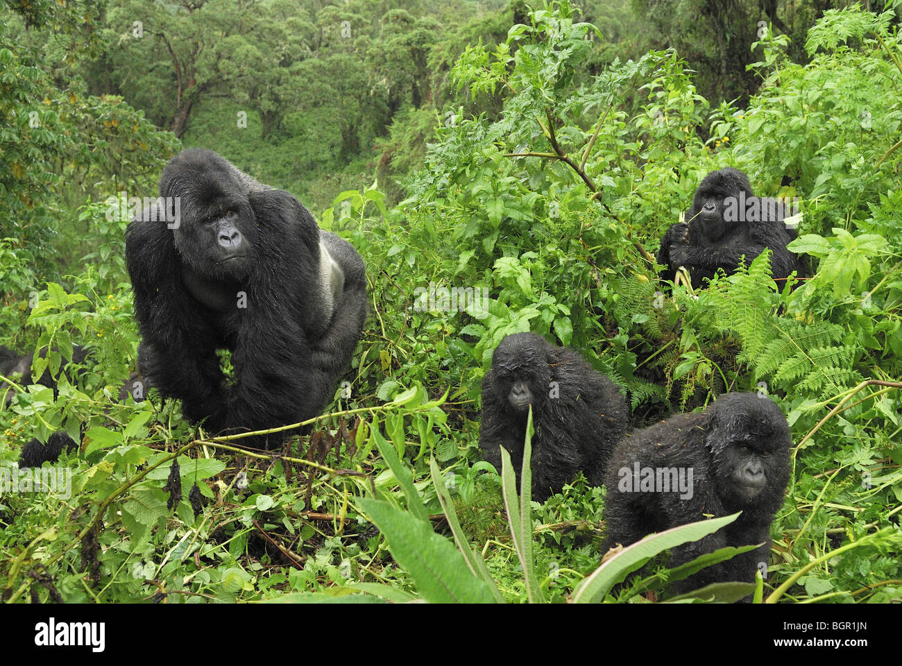 Gorille de montagne (Gorilla beringei beringei), groupe, le parc national des volcans, Rwanda Banque D'Images