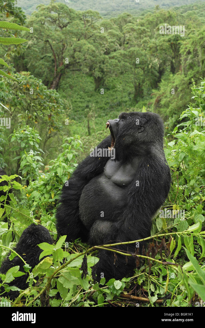 Gorille de montagne (Gorilla beringei beringei), Silverback avec la bouche ouverte, le parc national des volcans, Rwanda Banque D'Images