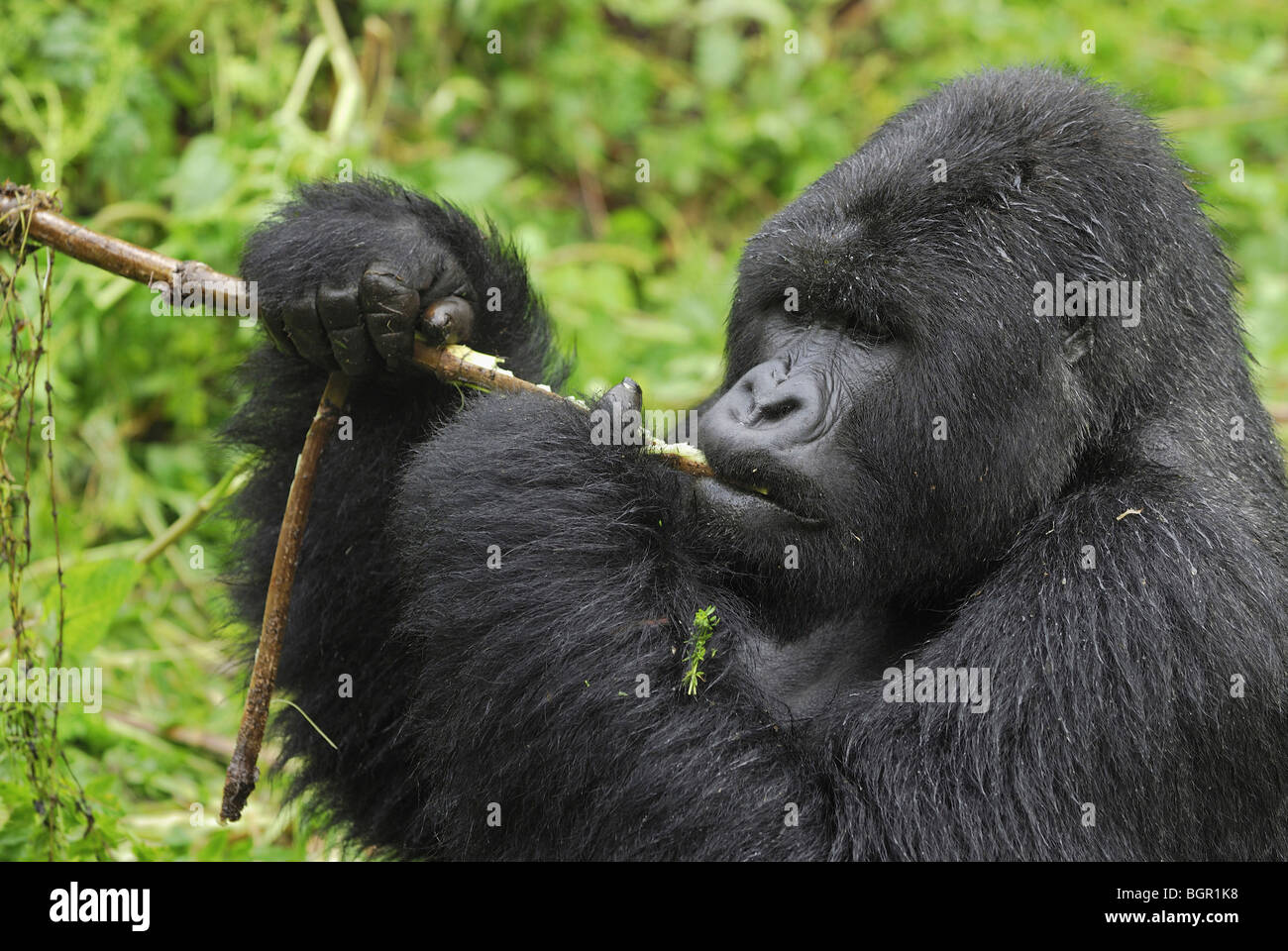 Gorille de montagne (Gorilla beringei beringei), disciple de manger, le parc national des volcans, Rwanda Banque D'Images