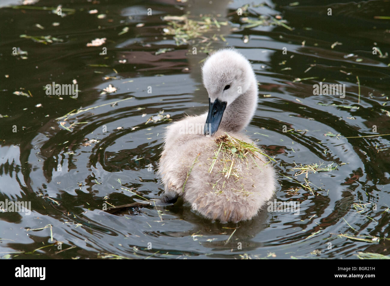 Cygnet bébé dans l'eau de lissage Banque D'Images