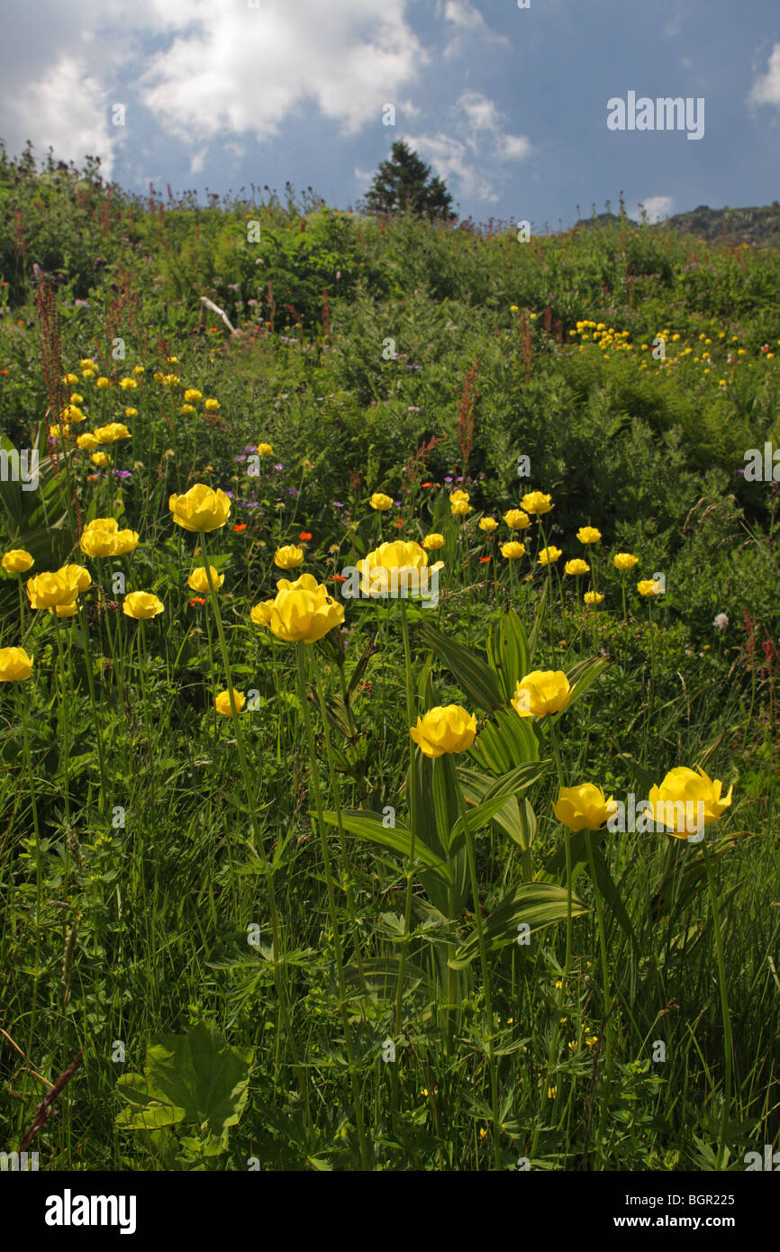 Paysage avec Globe Flower (Trollius europaeus), Vitosha Mountain, parc naturel, Bulgarie, Europe Banque D'Images