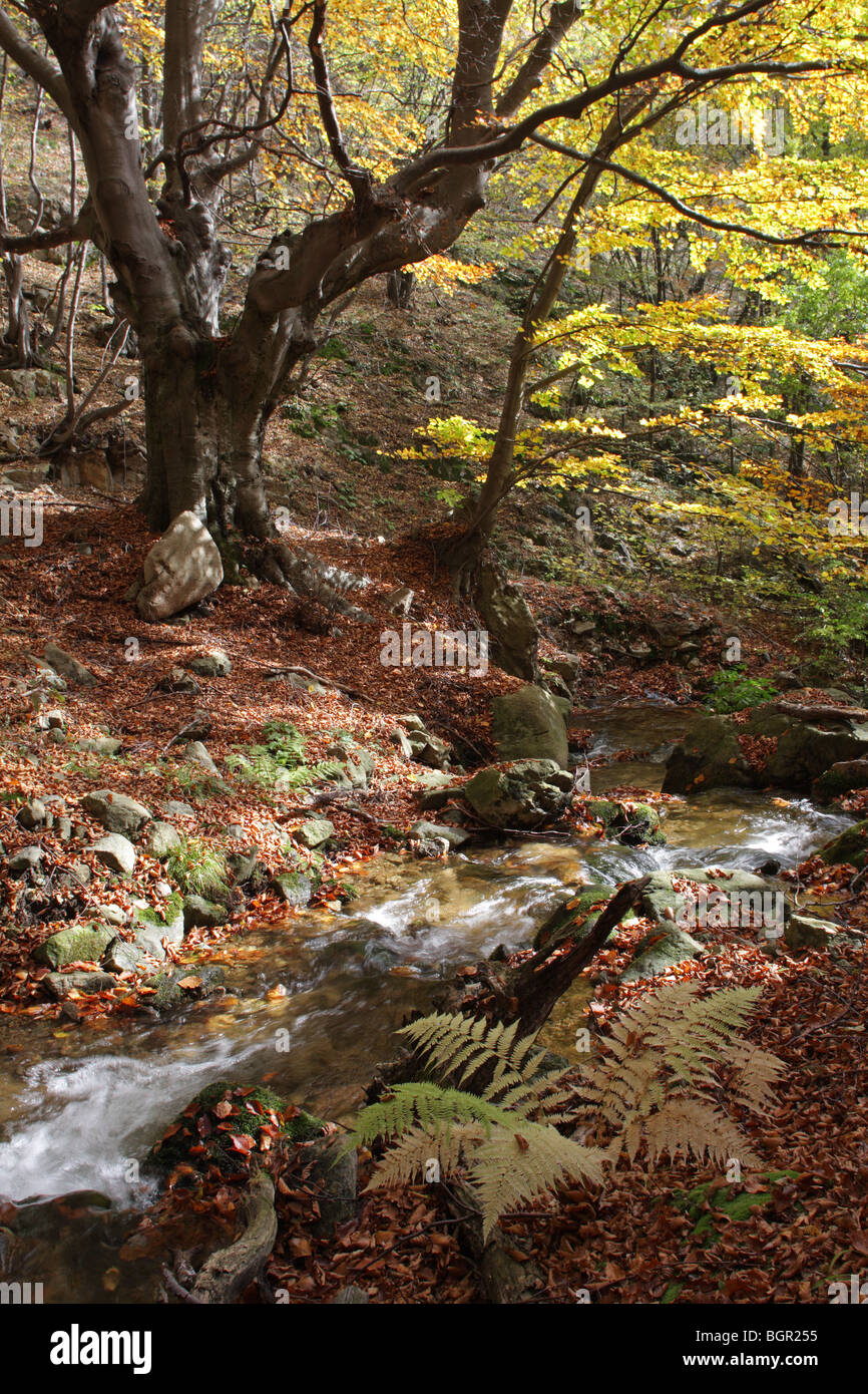 Un ruisseau de montagne en forêt de hêtres, Parc National Balkan Central, automne, Bulgarie Banque D'Images