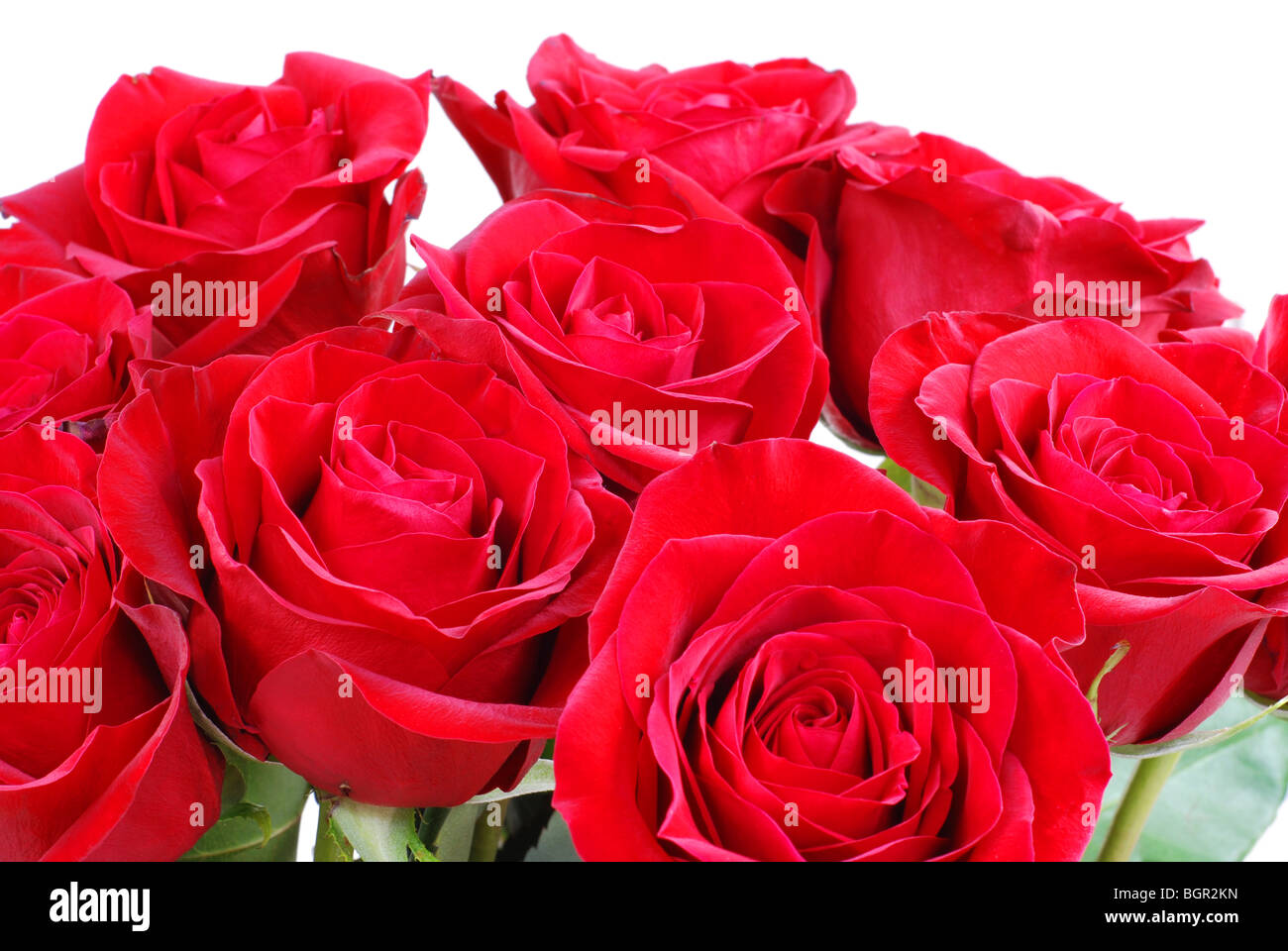 Roses rouges Banque D'Images