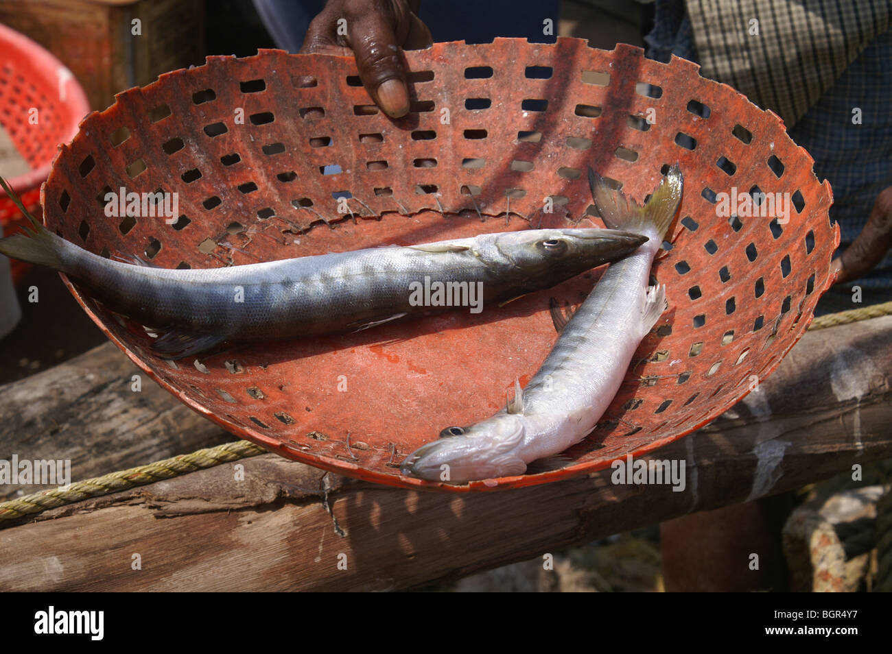 Fisherman's catch, Cochin, Inde Banque D'Images