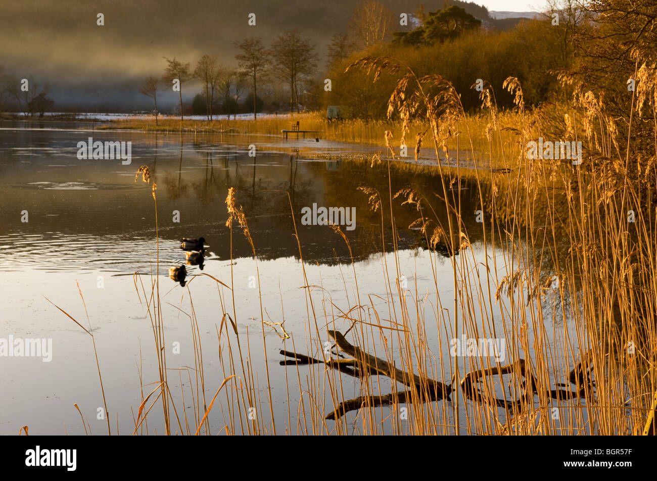 Loch Ard dans les Trossachs, Aberfoyle, Ecosse, Banque D'Images