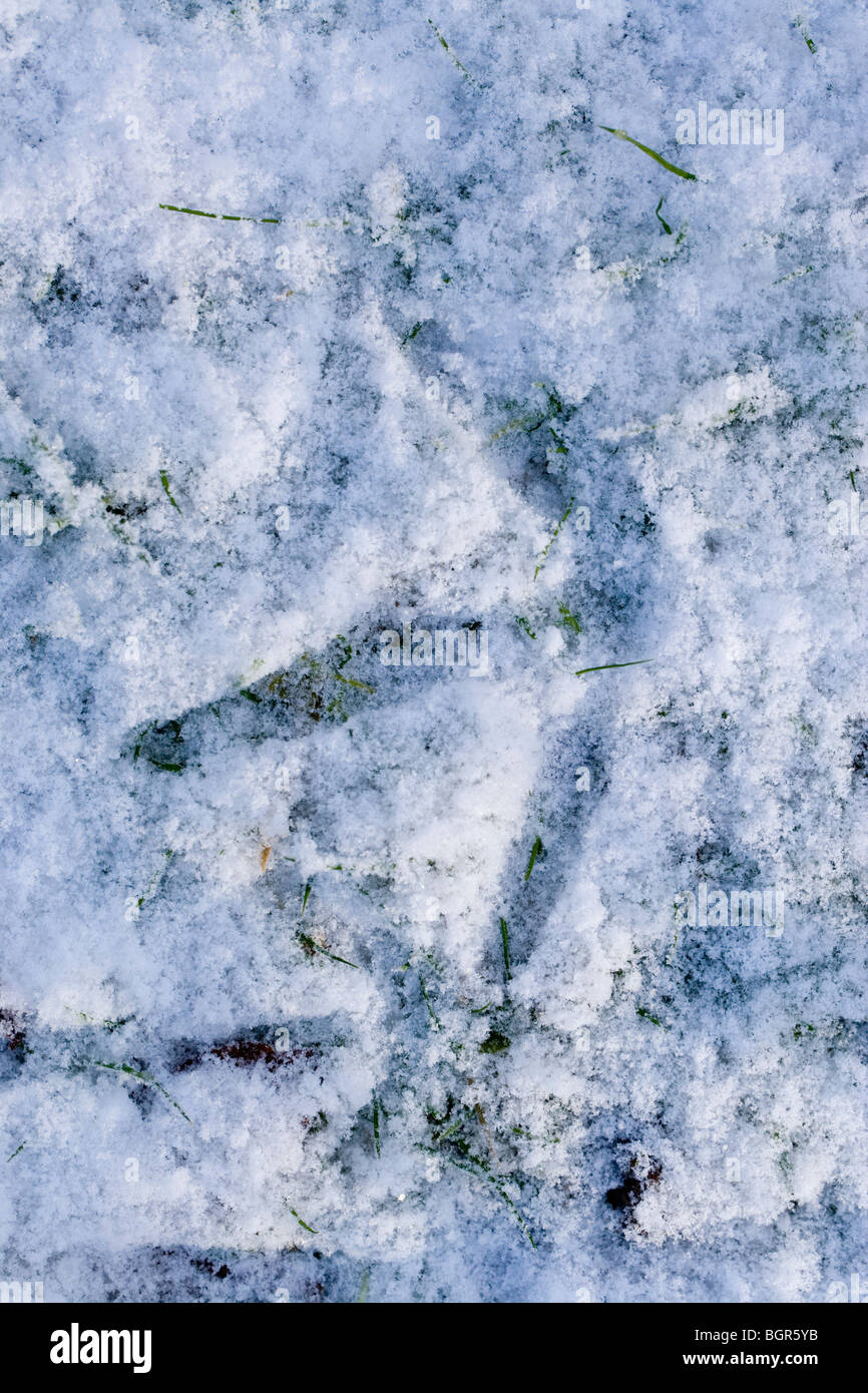 Européen Commun, eurasiennes ou Crane (Grus grus). Imprimer des pieds dans la neige. Le Norfolk. L'hiver, janvier. Banque D'Images