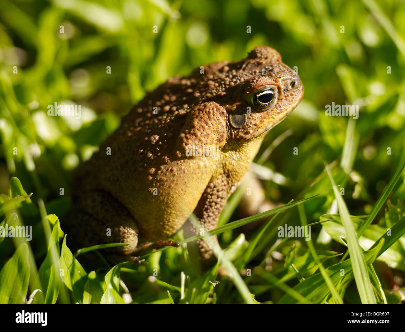 Close-up de cane toad Queensland Australie Banque D'Images