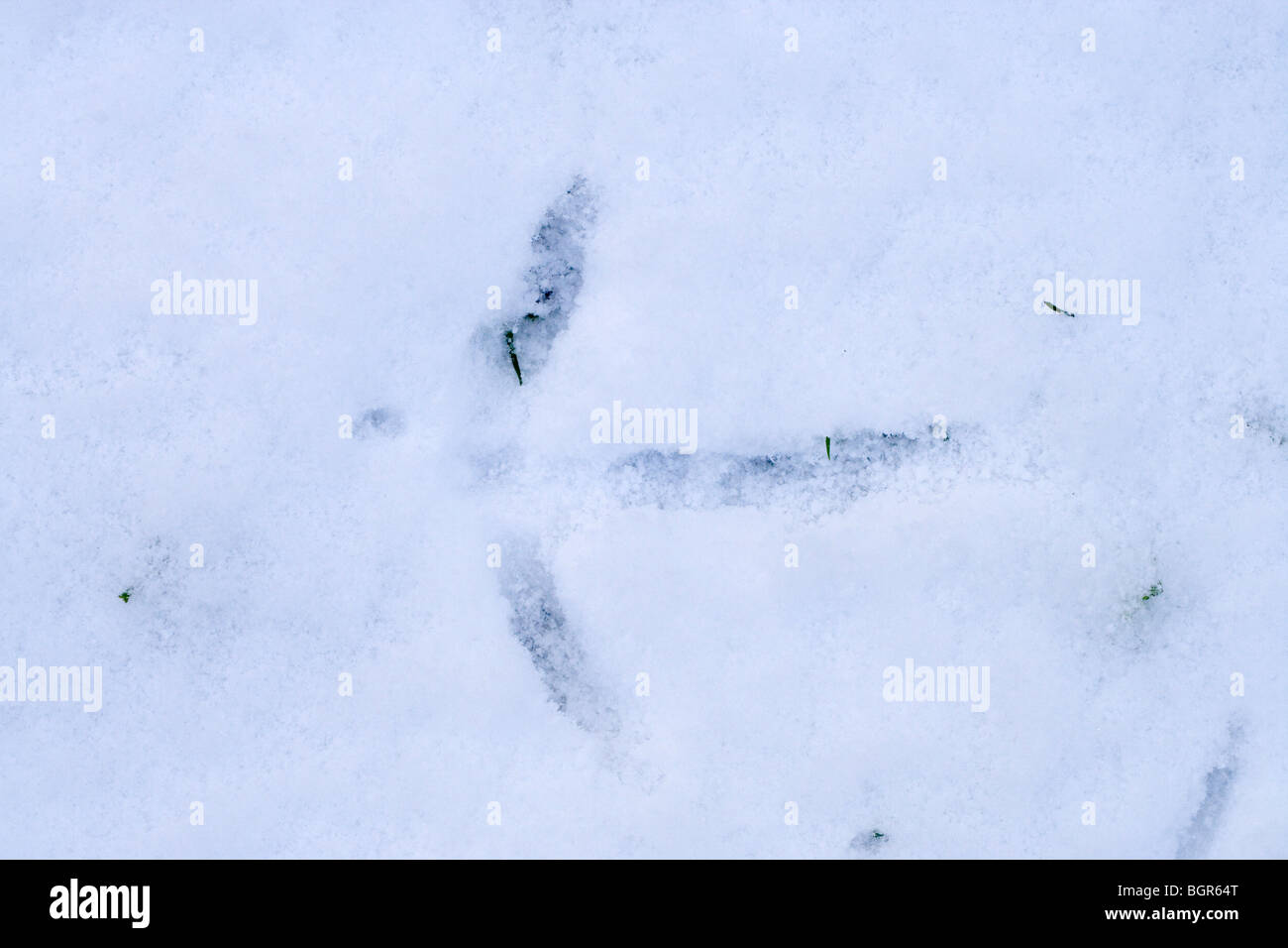 Européen Commun, eurasiennes ou Crane (Grus grus). Empreinte dans la neige. Janvier, Norfolk. Banque D'Images