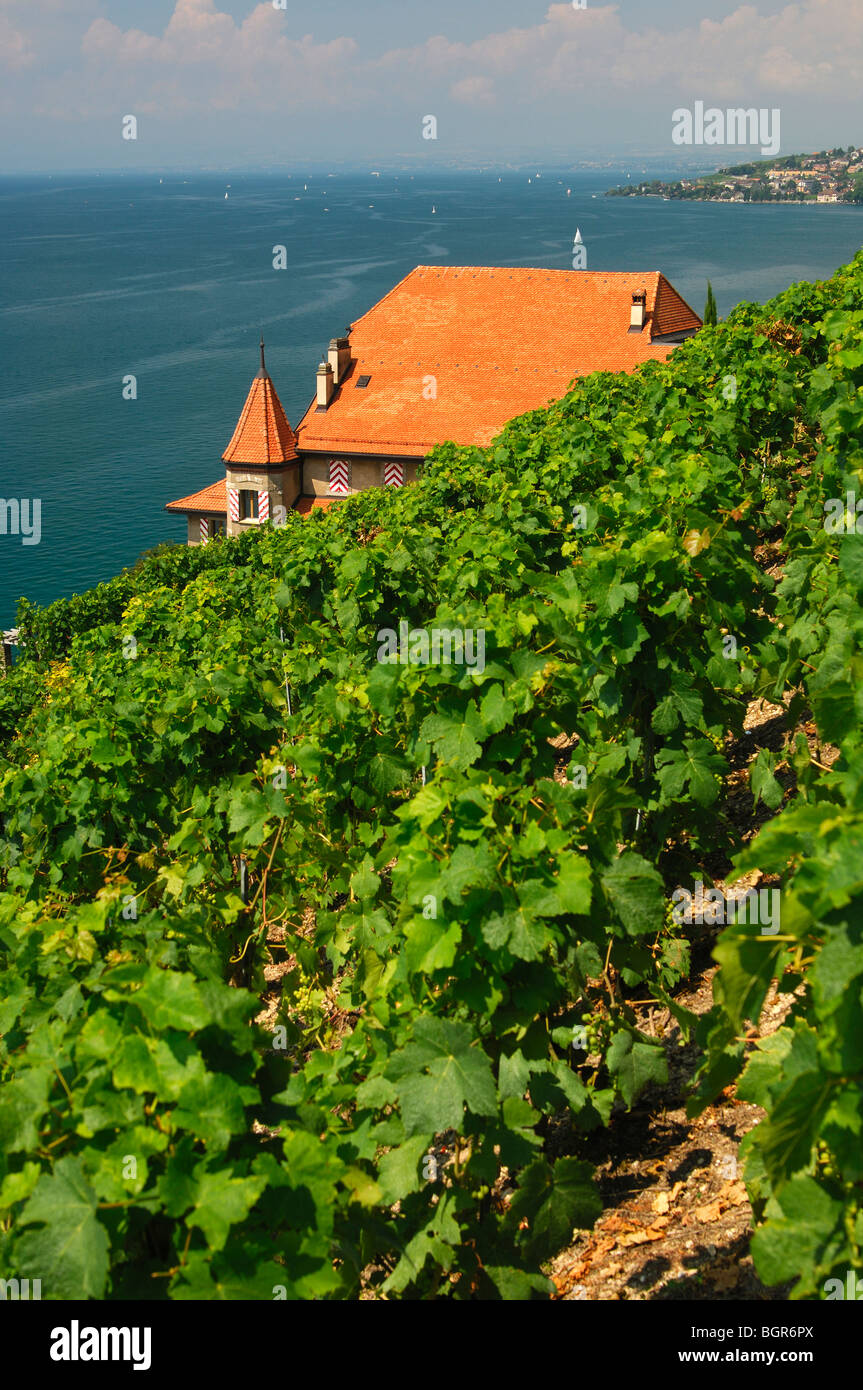 Domaine viticole Clos des Abbayes, site du patrimoine mondial de l'Lavaux au lac Léman, Vaud, Suisse Banque D'Images