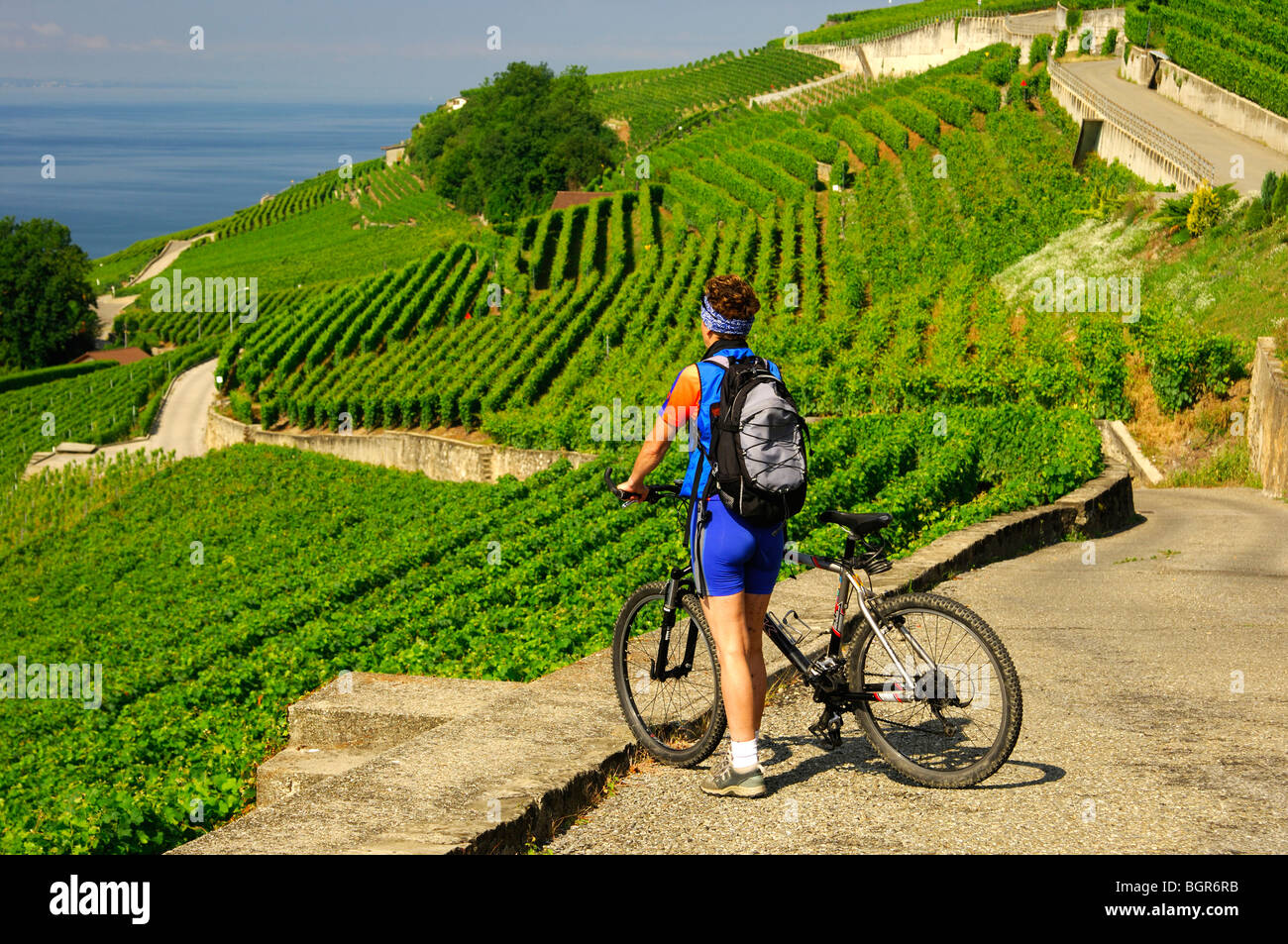 Tour à vélo dans les vignobles en terrasses près de Saint-Saphorin, site du patrimoine mondial de l'Lavaux au lac Léman, Vaud, Suisse Banque D'Images