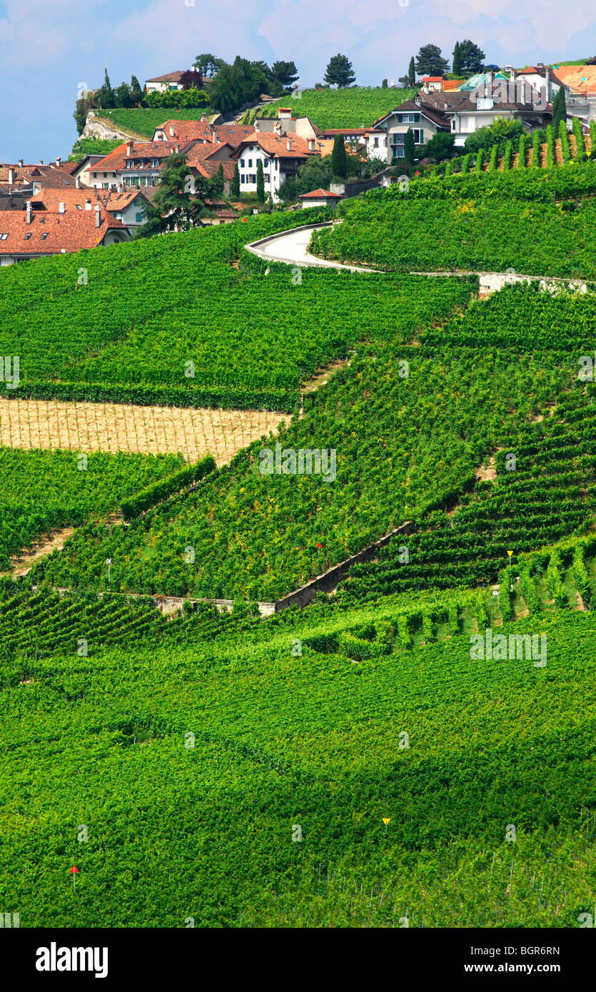 Vignobles en terrasse de Rivaz dans le site du patrimoine mondial de l'Lavaux, Vaud, Suisse Banque D'Images