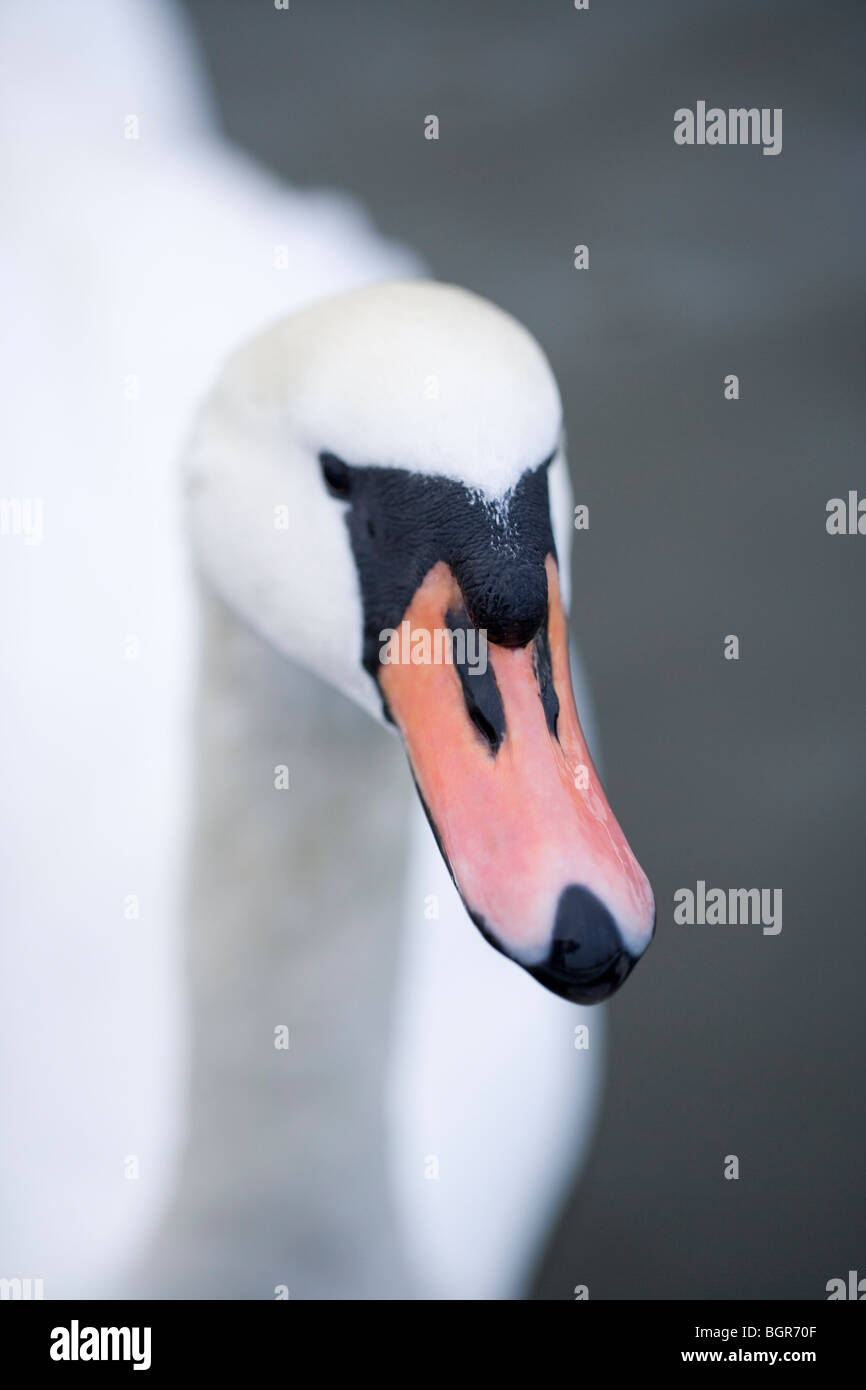 Mute Swan (Cygnus olor). Bec ou de loi, montrant ou bouton clou et caroncule ou l'ONÉ sur la pointe. Banque D'Images