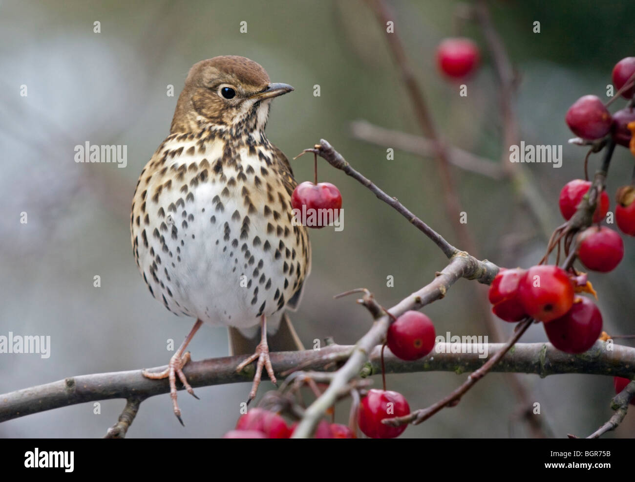 Grive musicienne (Turdus philomelos) Banque D'Images