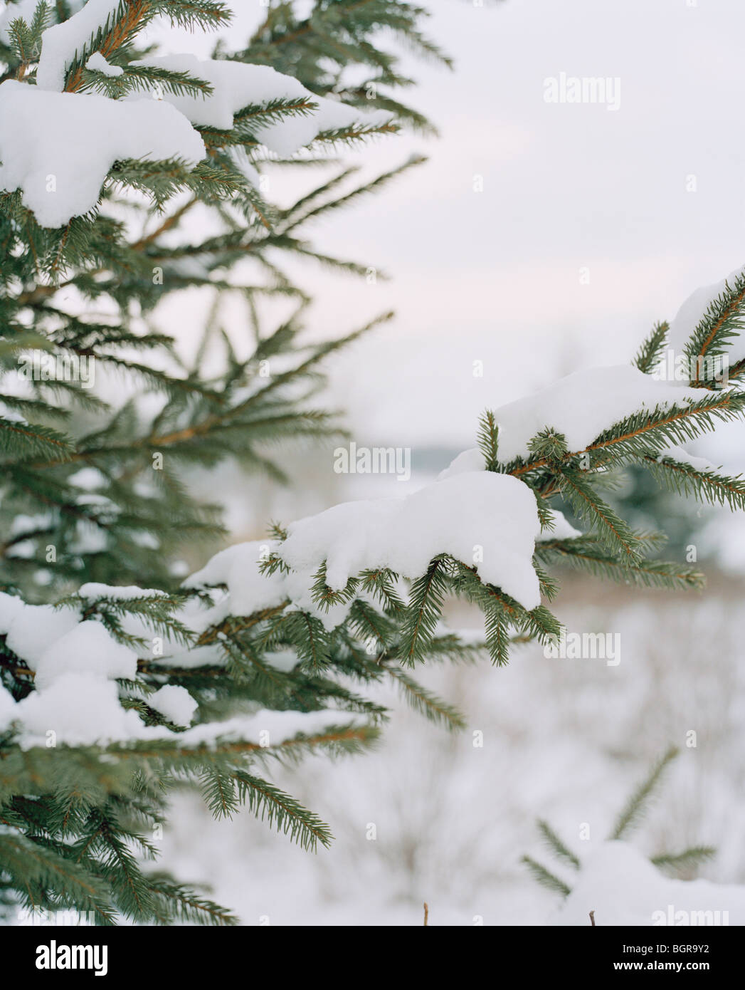 Une épinette dans l'hiver Banque D'Images