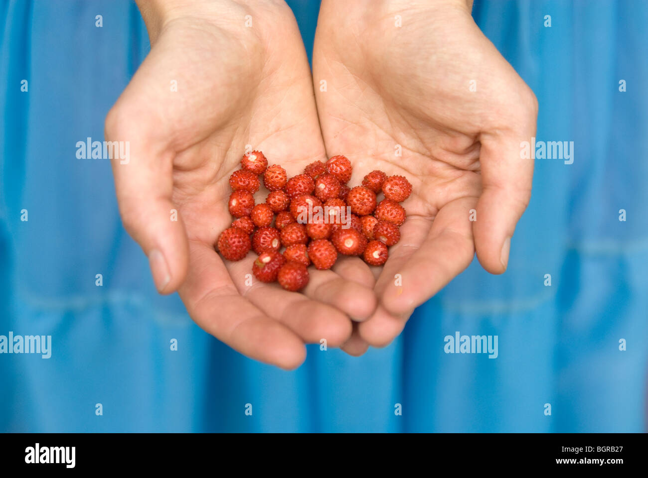 Une femme tenant les fraises des bois dans ses mains. Banque D'Images