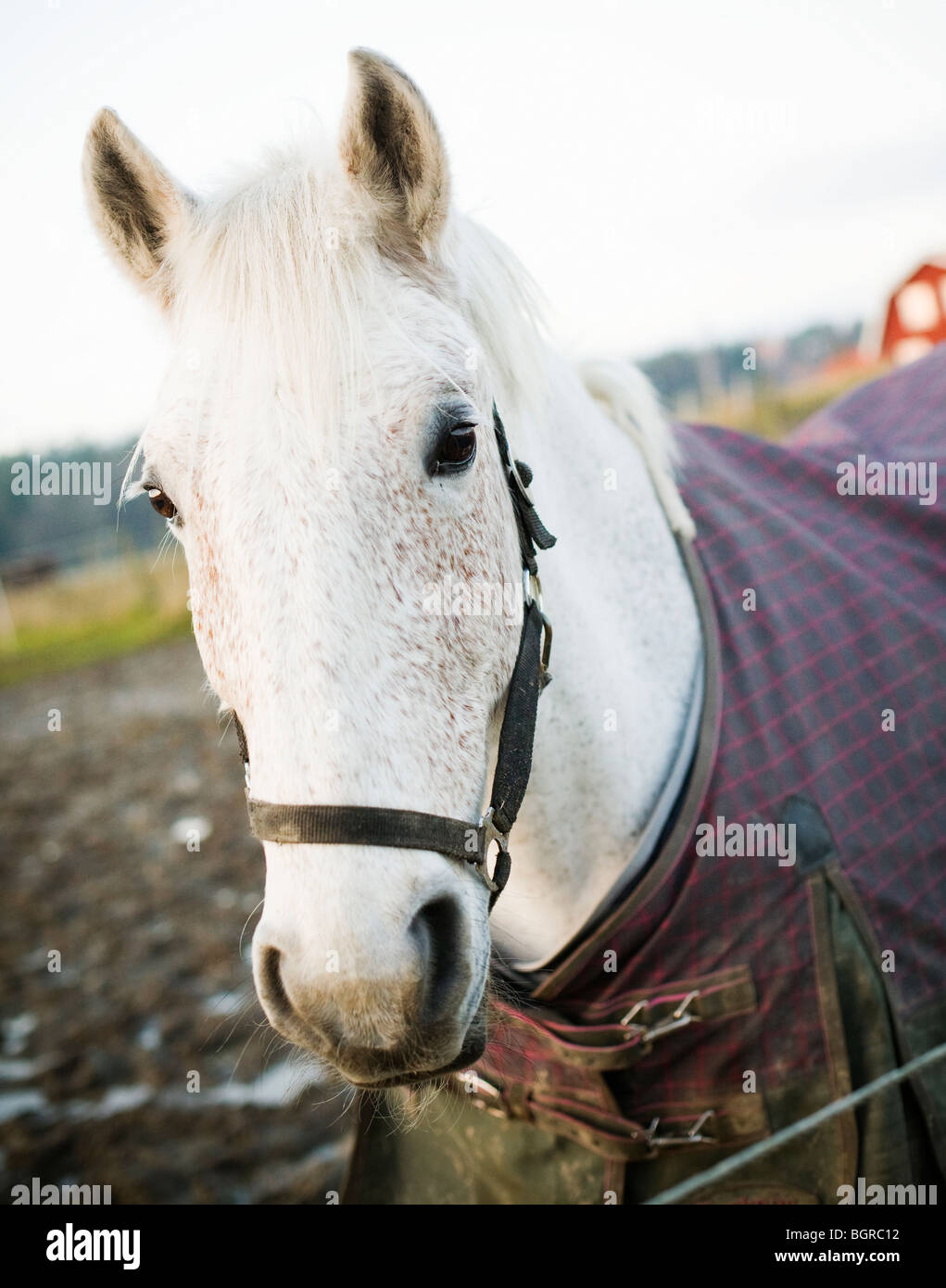 Un cheval blanc, close-up, en Suède. Banque D'Images
