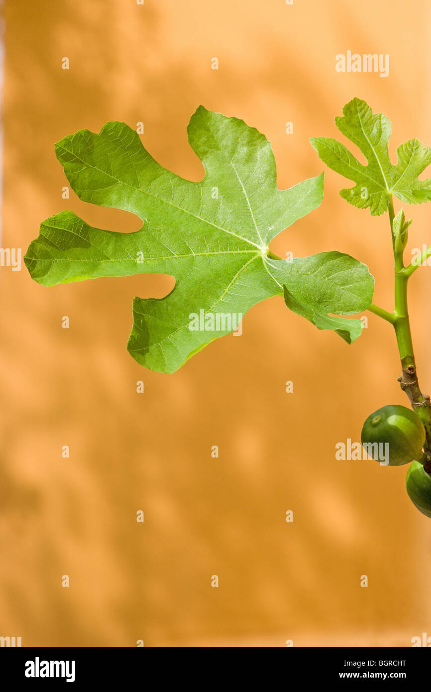 Fig leaf close-up Banque D'Images