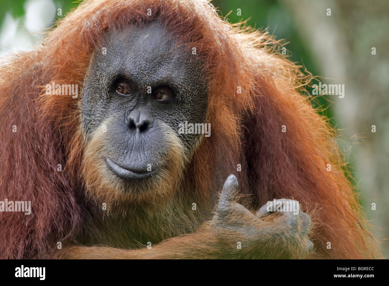 L'orang-outan, Pongo Banque D'Images