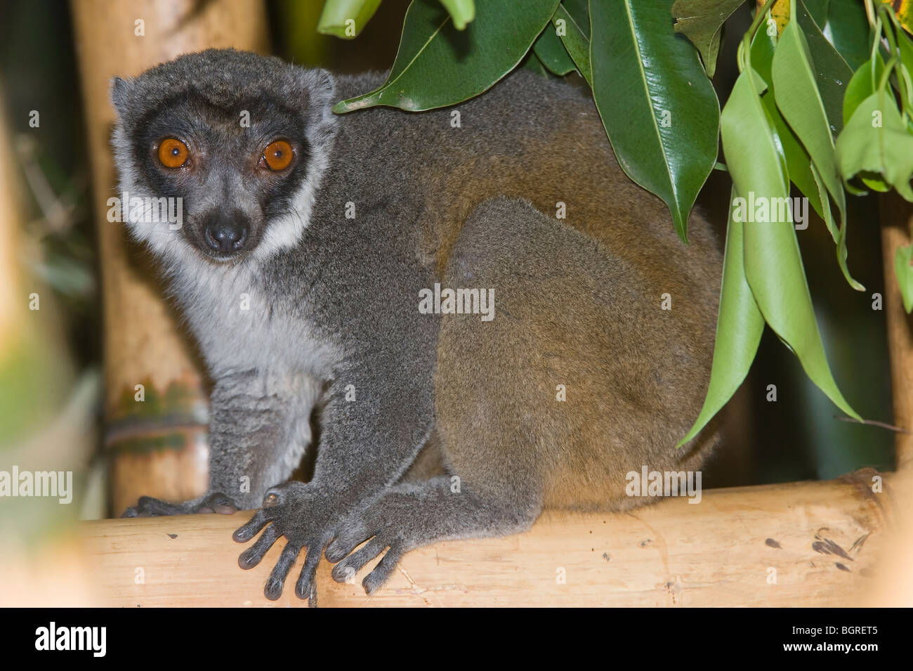 Lémurien Eulemur mongoz (mangouste), Madagascar Banque D'Images