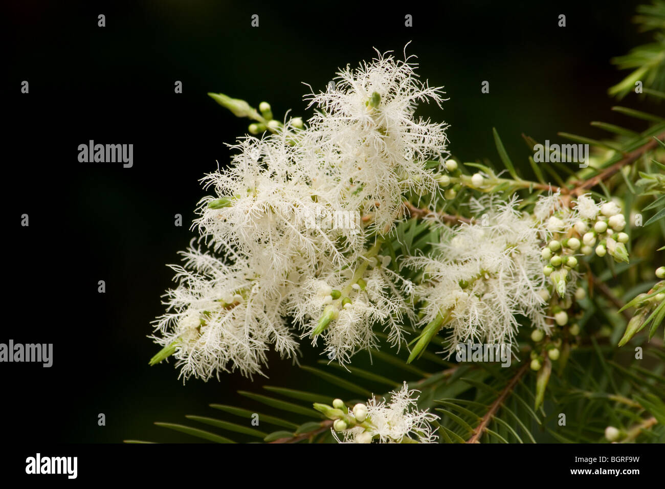 Melaleuca alternifolia arbre en fleur sur fond sombre Banque D'Images