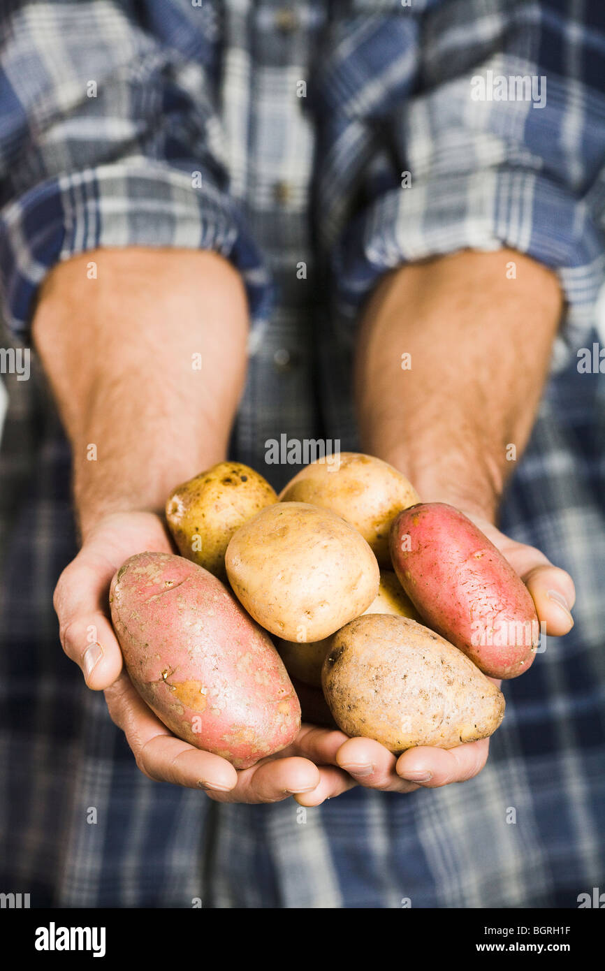 Man holding pommes de terre. Banque D'Images